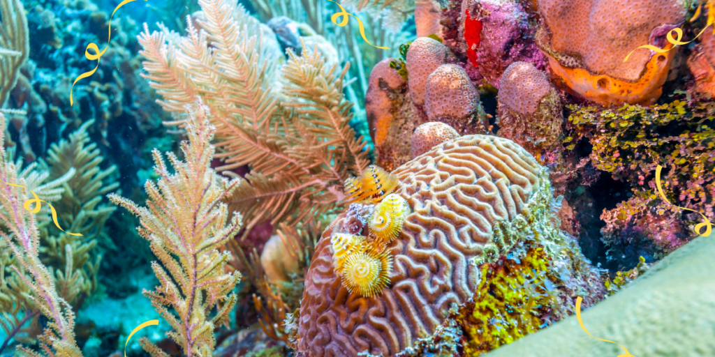 caribbean coral reefs